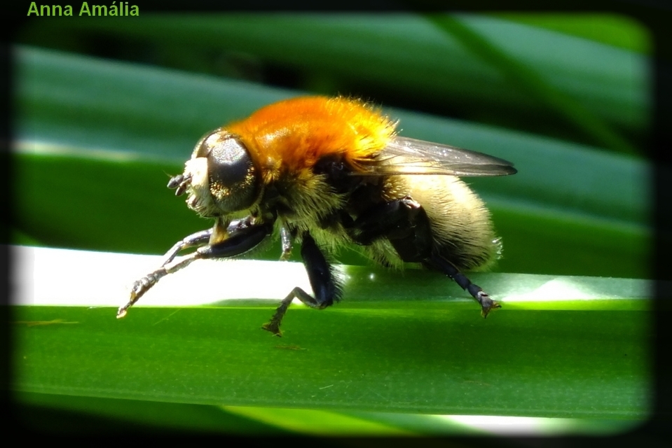 Arctophila superbiens - őszi hegyilégy