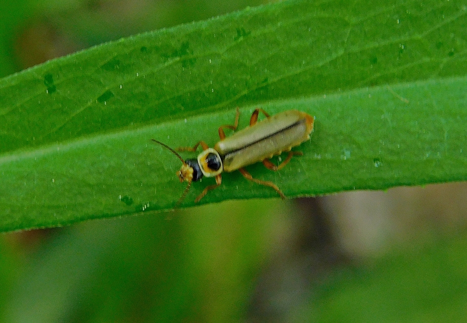 Metacantharis clypeata - tavaszi lágybogár