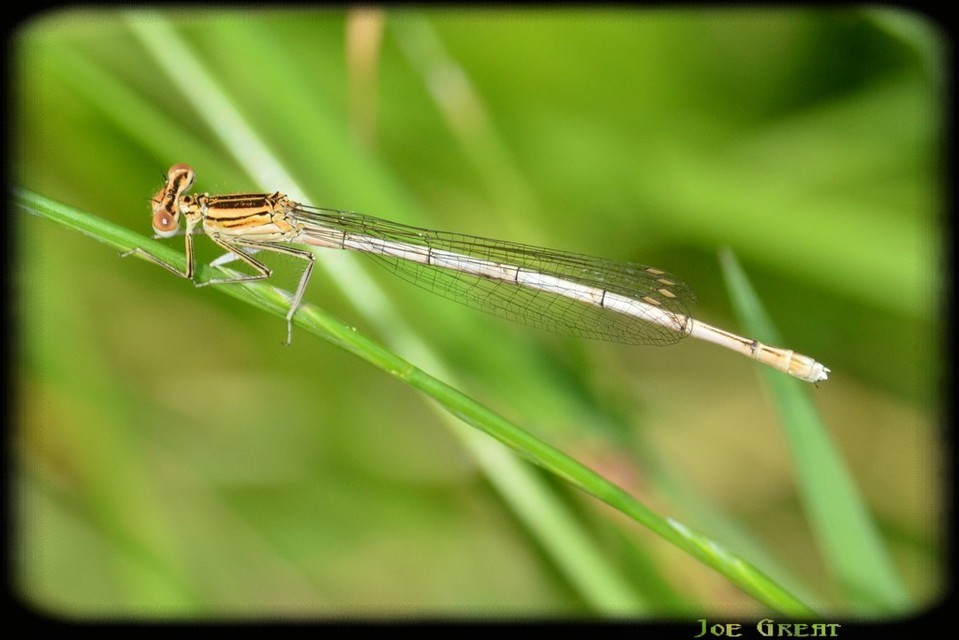 Platycnemis pennipes - széleslábú szitakötő