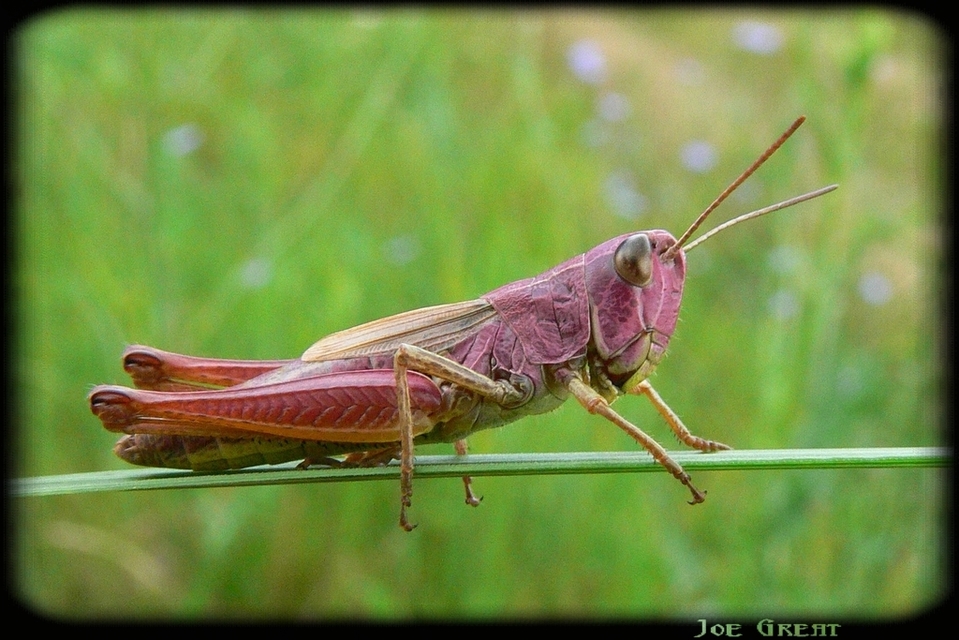 Pseudochorthippus parallelus - közönséges rétisáska