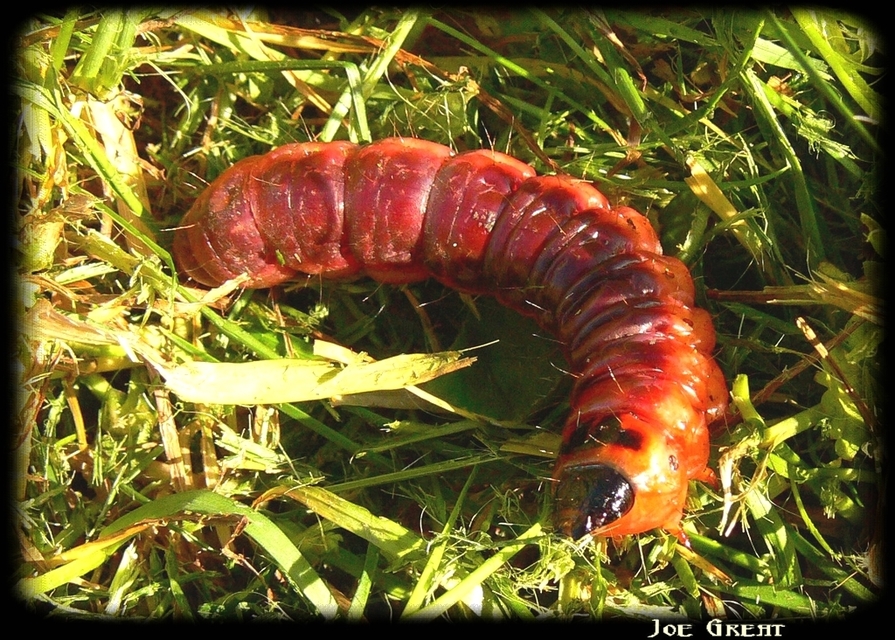 Cossus cossus - fűzfarontólepke