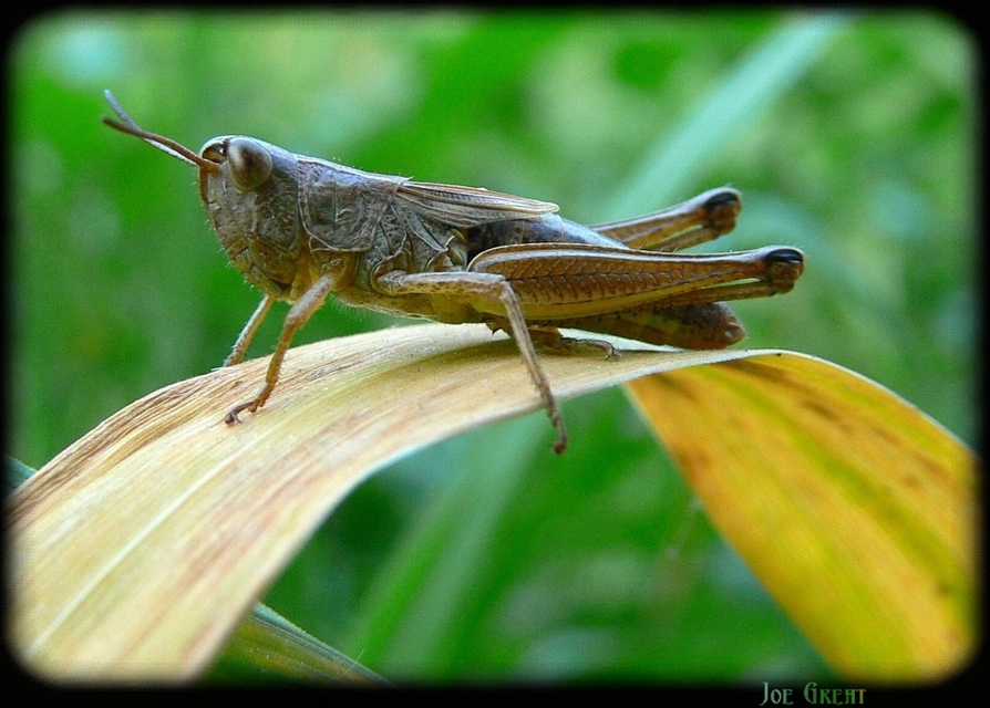 Pseudochorthippus parallelus - közönséges rétisáska