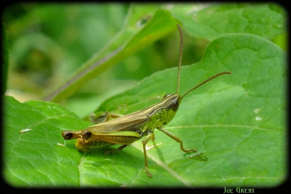 Pseudochorthippus parallelus - közönséges rétisáska