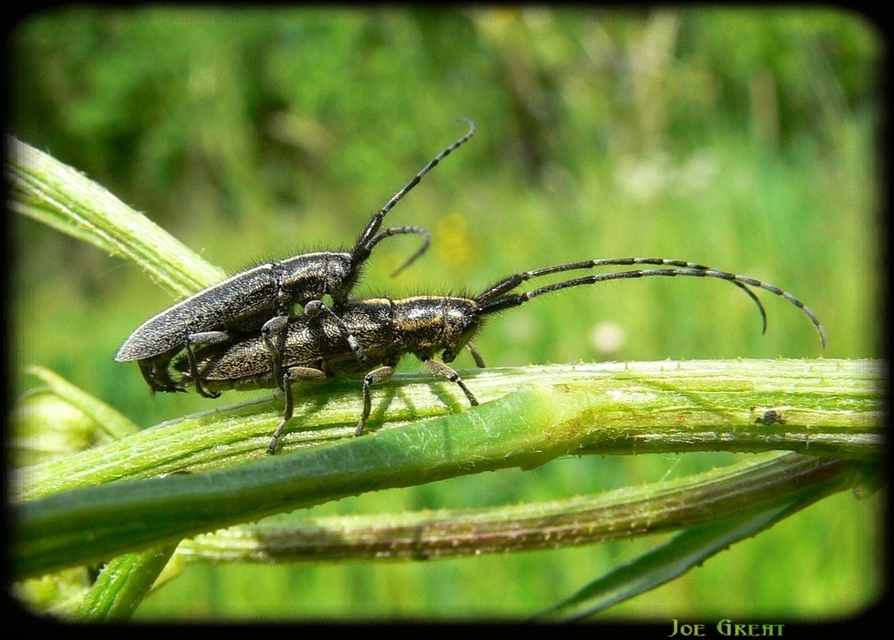 Agapanthia cardui - sávos bogáncscincér
