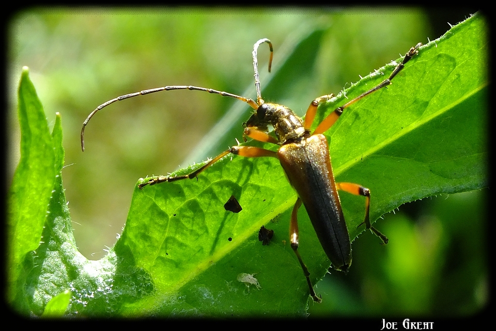 Stenocorus meridianus - fűz-gyökércincér
