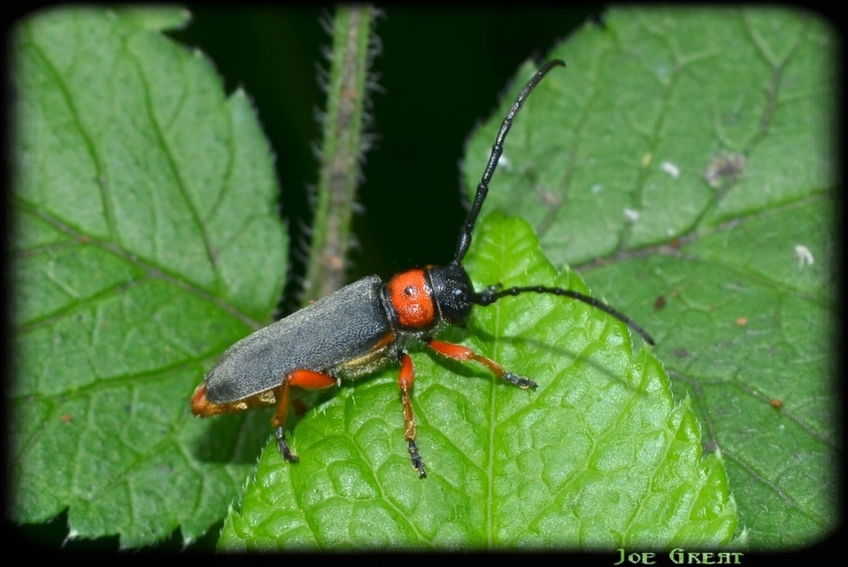 Phytoecia affinis - feketefejű cincér