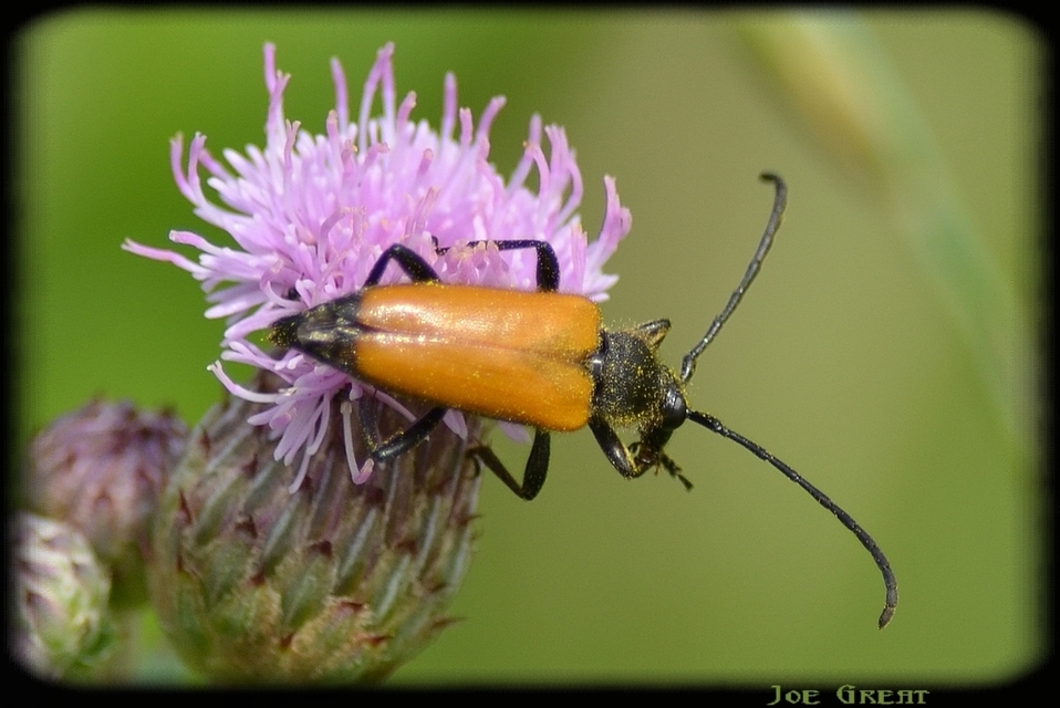 Stictoleptura fulva - vörhenyes virágcincér