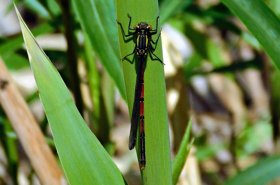 Pyrrhosoma nymphula interposita - vörös légivadász