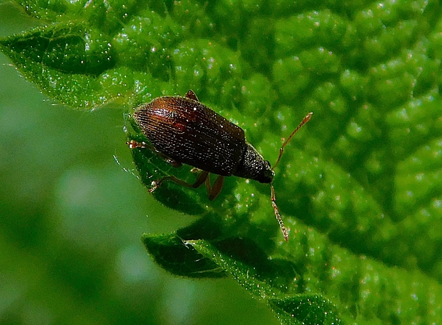 Phyllobius oblongus - közönséges levélormányos