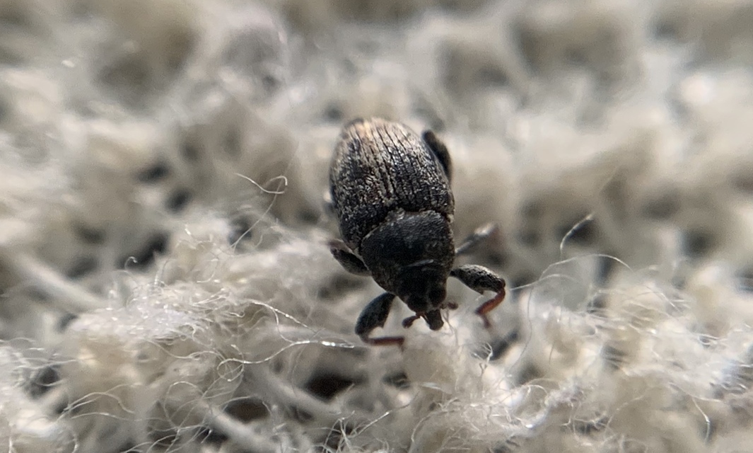 Coryssomerus capucinus - székfű-kancsalormányos