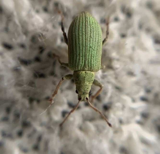 Phyllobius virideaeris - halványzöld levélormányos