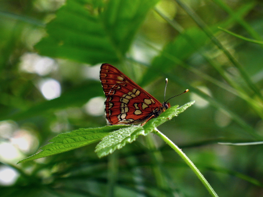 Euphydryas maturna - díszes tarkalepke