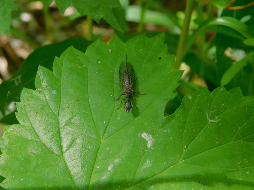 Raphidioptera - Tevenyakú-fátyolkák