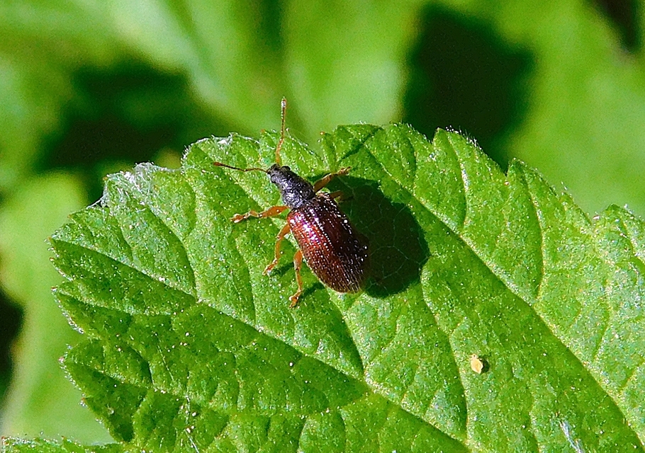 Phyllobius oblongus - közönséges levélormányos