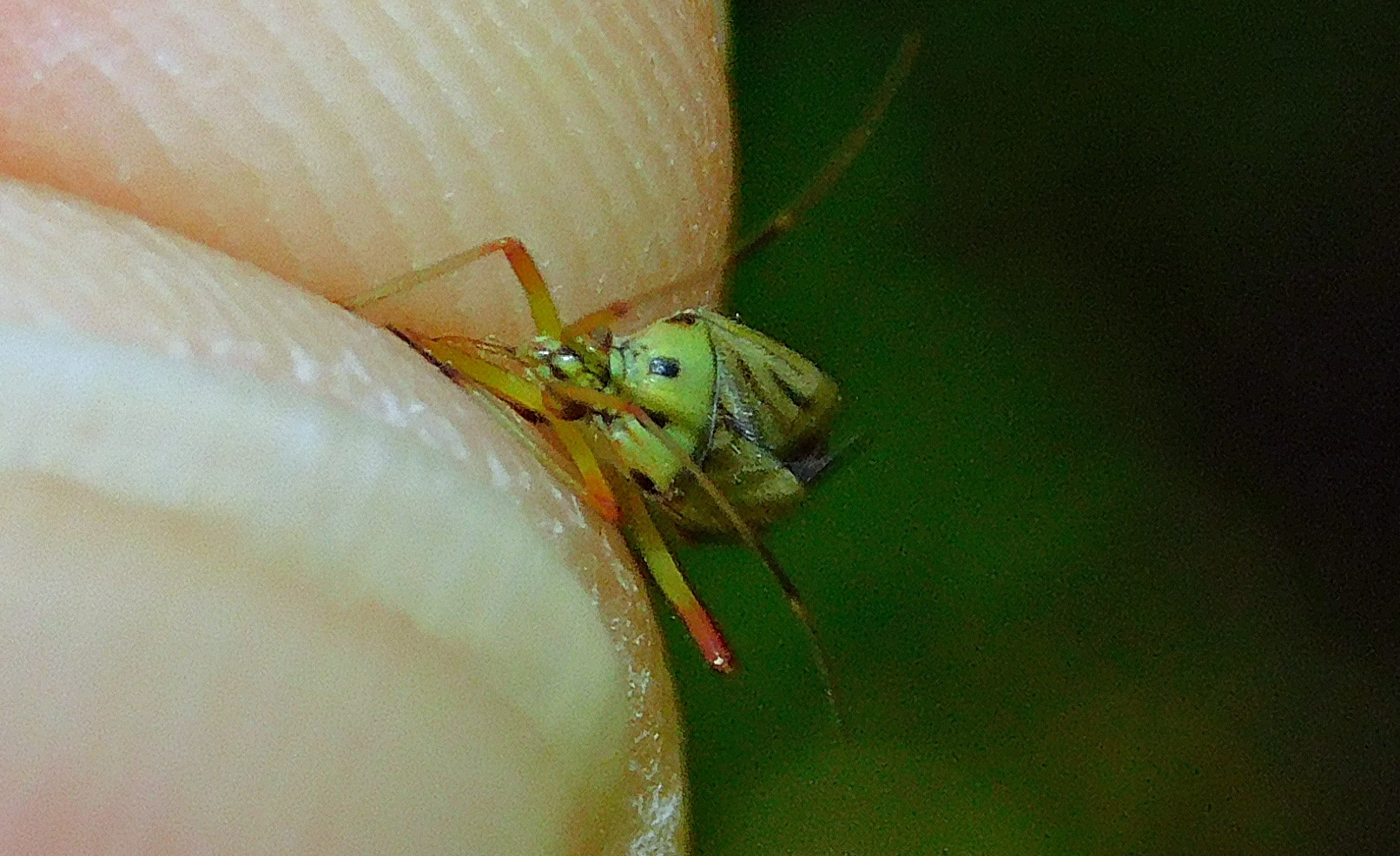 Mermitelocerus schmidtii