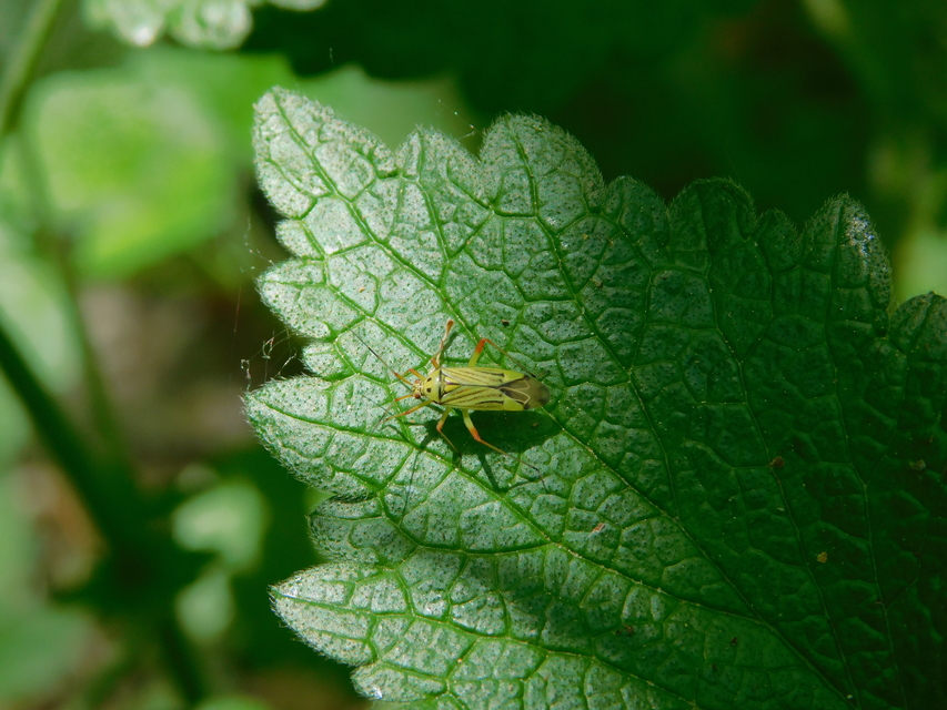 Mermitelocerus schmidtii