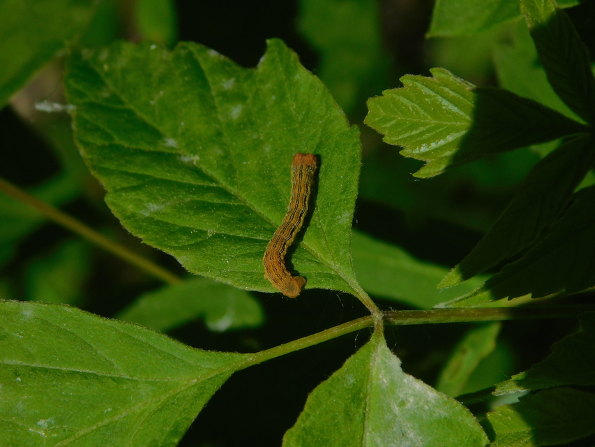 Erannis defoliaria - nagy téliaraszoló