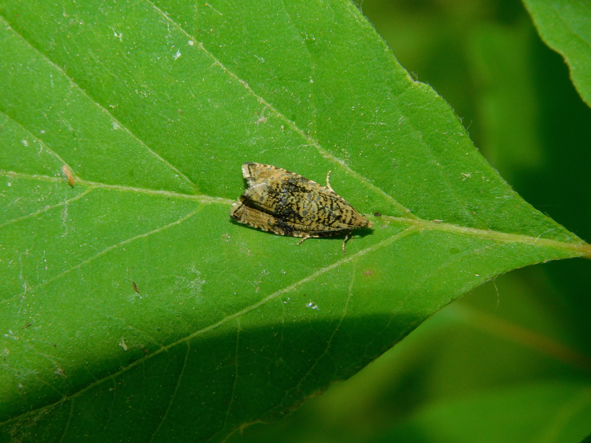 Celypha lacunana - vízparti tükrösmoly