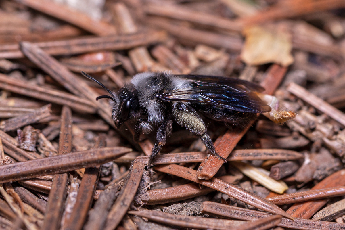 Andrena cineraria - hamvas bányászméh