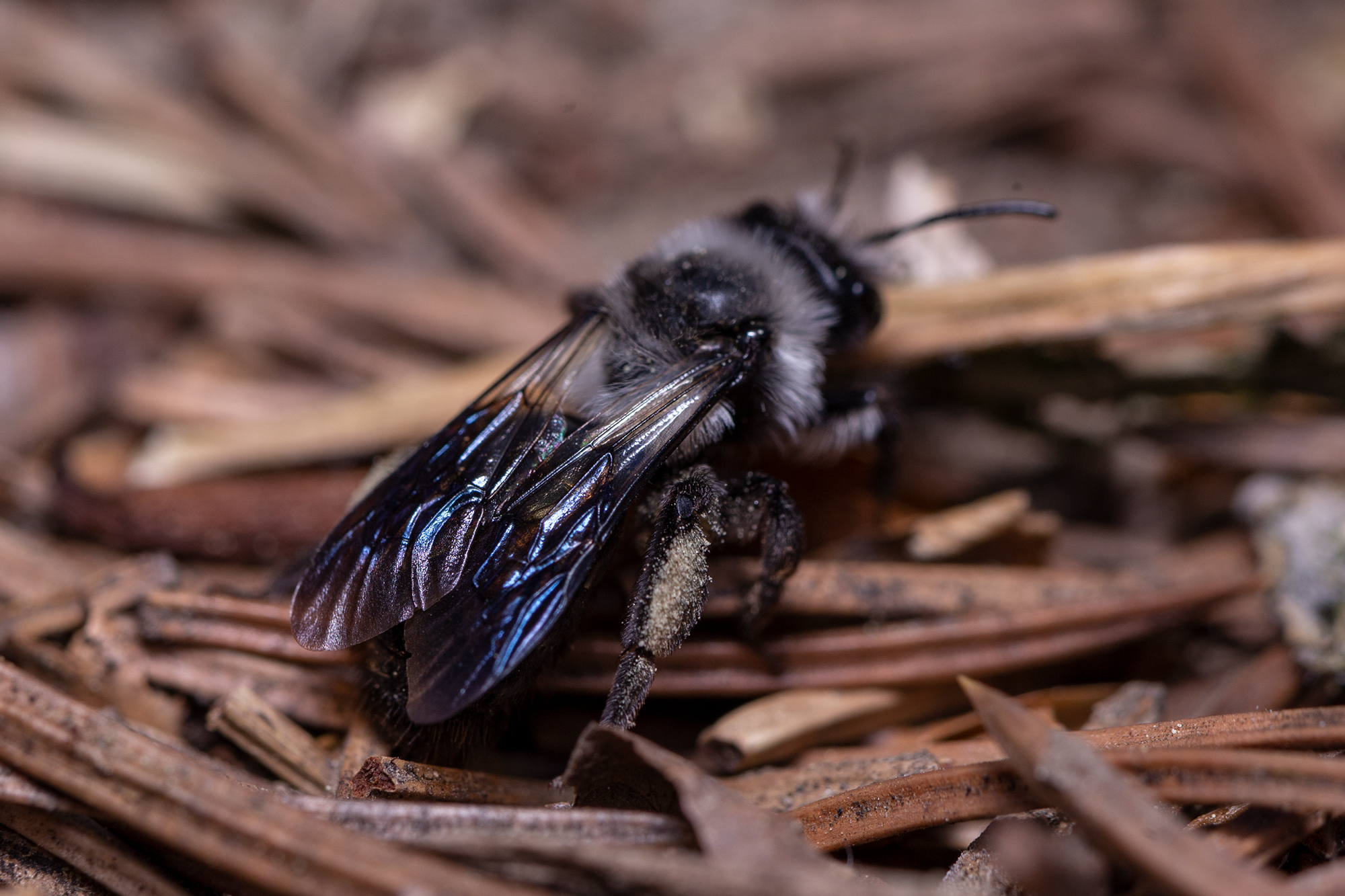Andrena cineraria - hamvas bányászméh