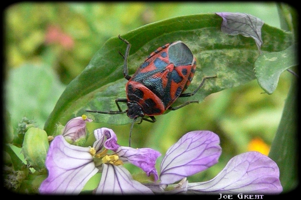 Eurydema ventralis - káposztapoloska