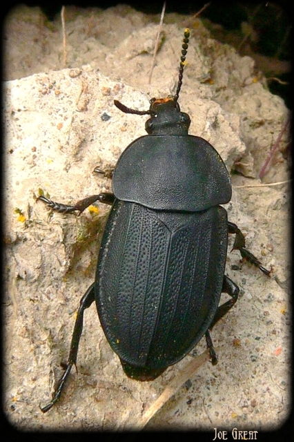 Silpha obscura - közönséges dögbogár