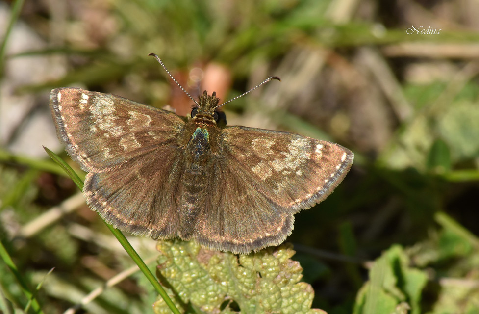 Erynnis tages - cigánylepke