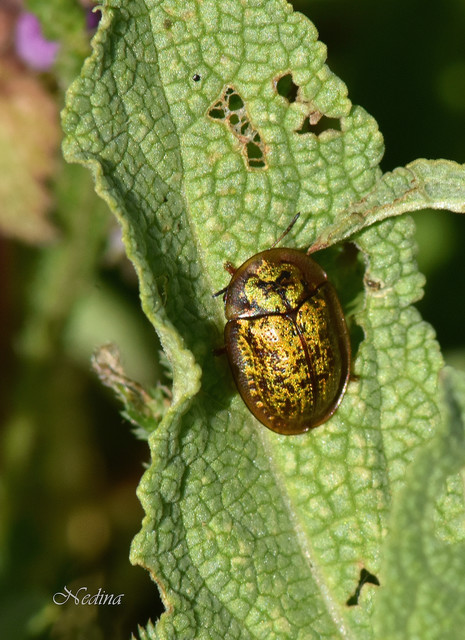Cassida canaliculata - karimás pajzsbogár Cassida canaliculata - karimás pajzsbogár