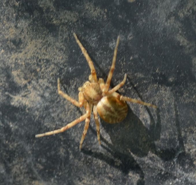 Philodromus buchari