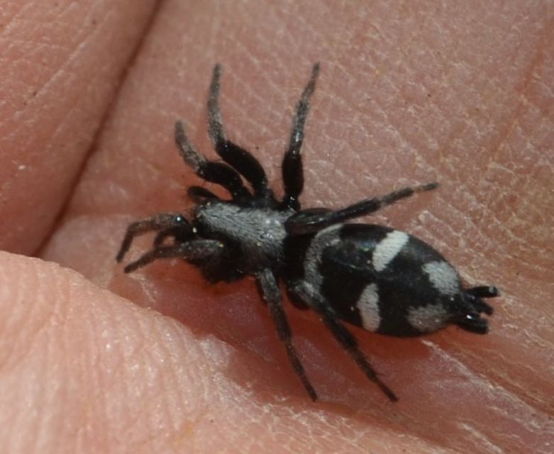 Aphantaulax cincta/trifasciata