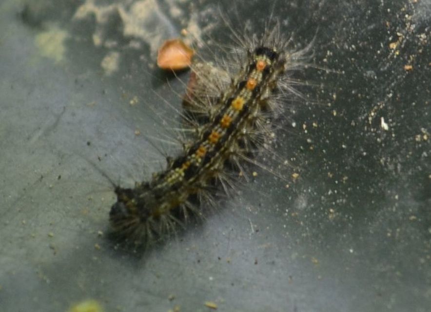 Lymantria dispar - gyapjaslepke