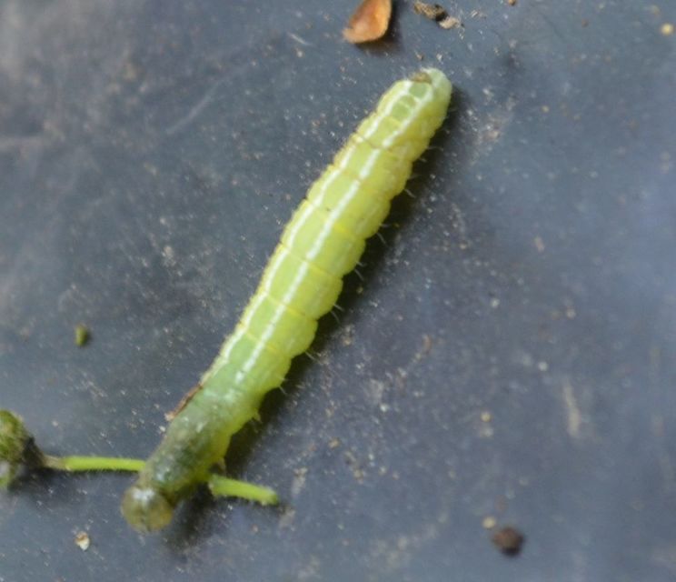 Ptilophora plumigera - tollas púposszövő
