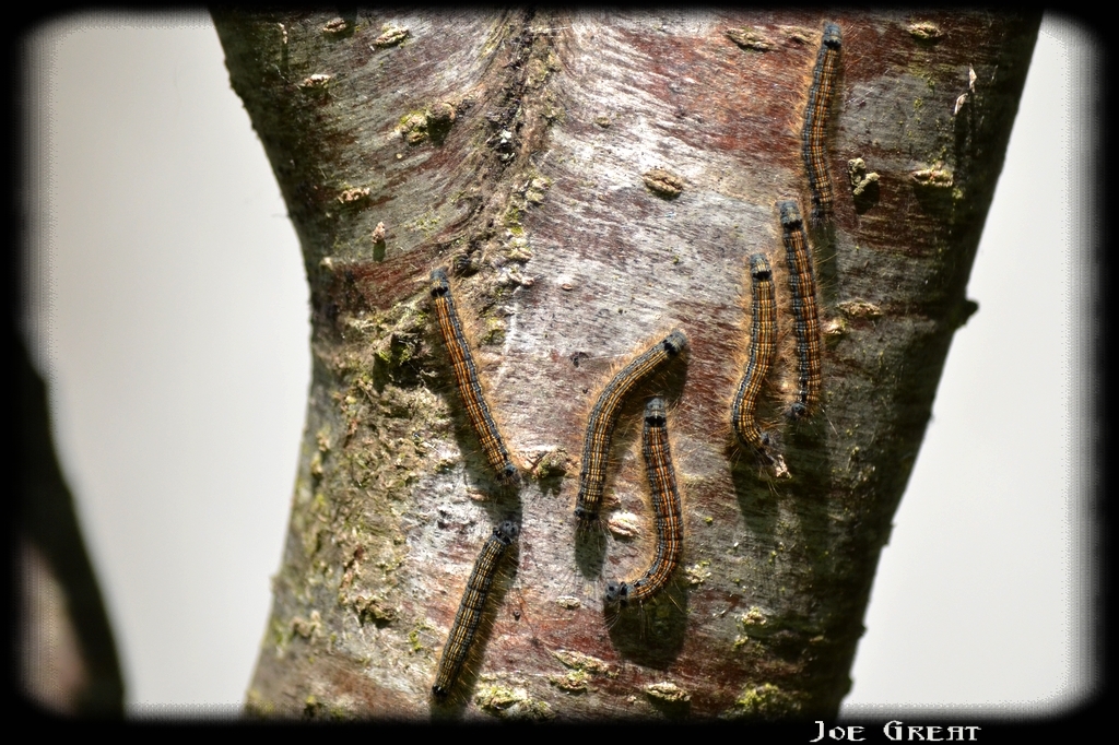Malacosoma neustria - gyűrűsszövő