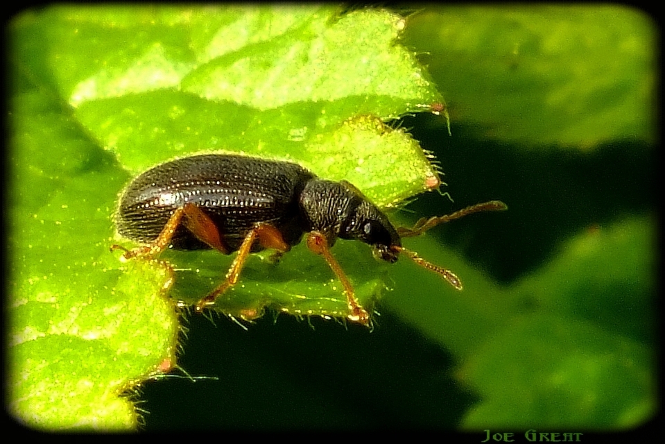 Phyllobius oblongus - közönséges levélormányos