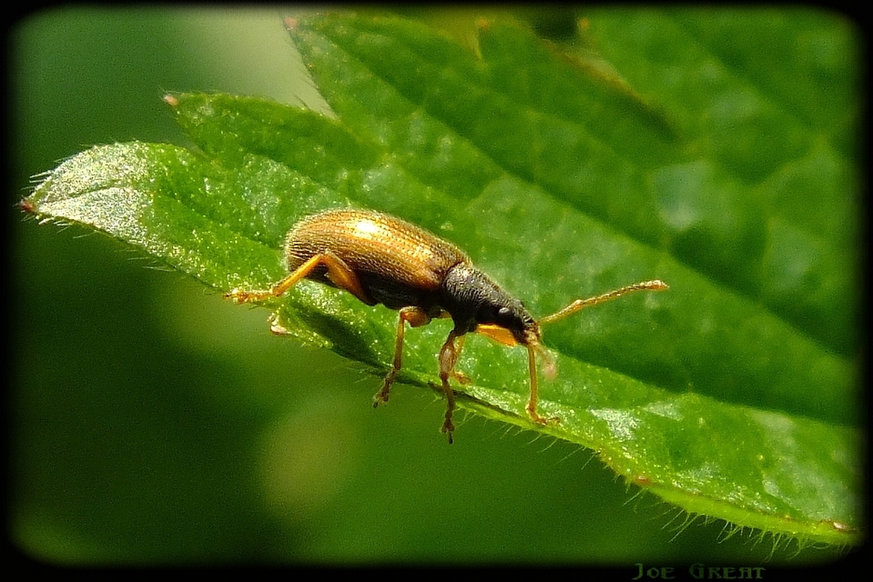 Phyllobius oblongus - közönséges levélormányos