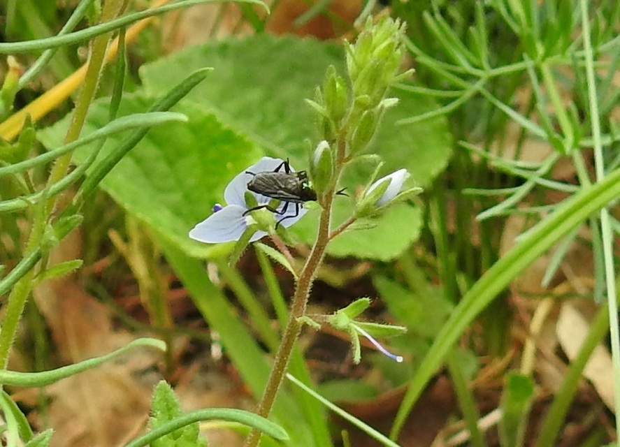 Stratiomyidae - katonalégyfélék