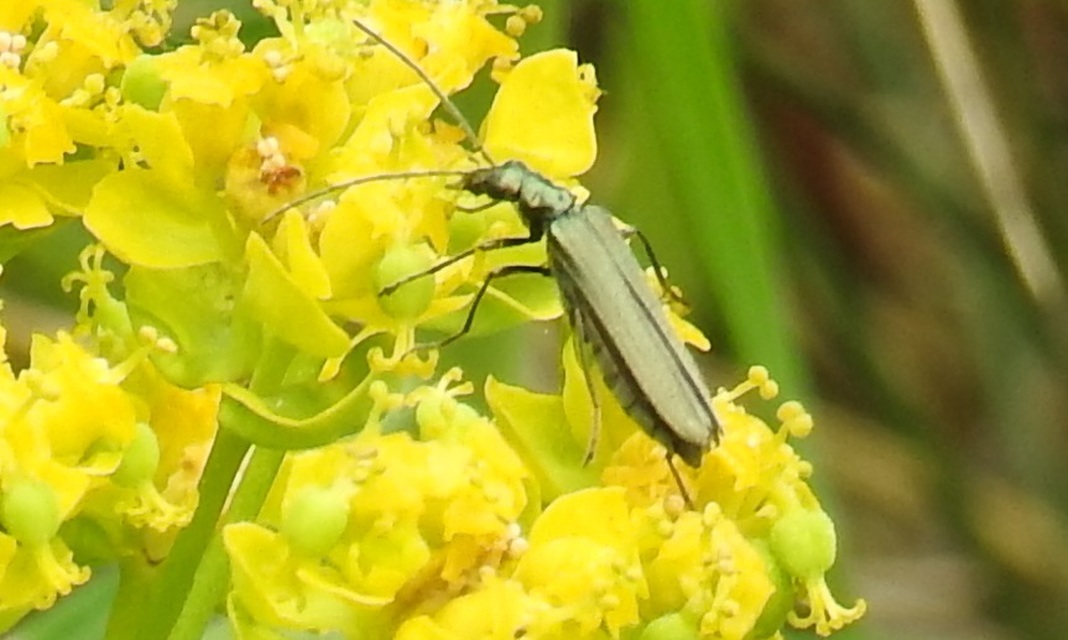 Oedemera