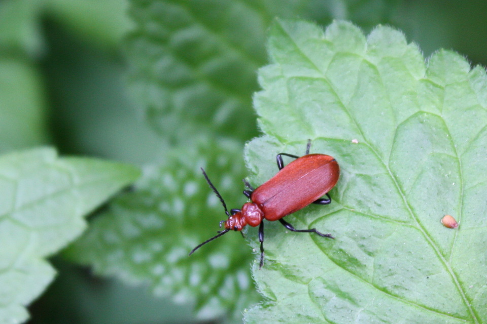 Pyrochroa serraticornis - közép-bíborbogár
