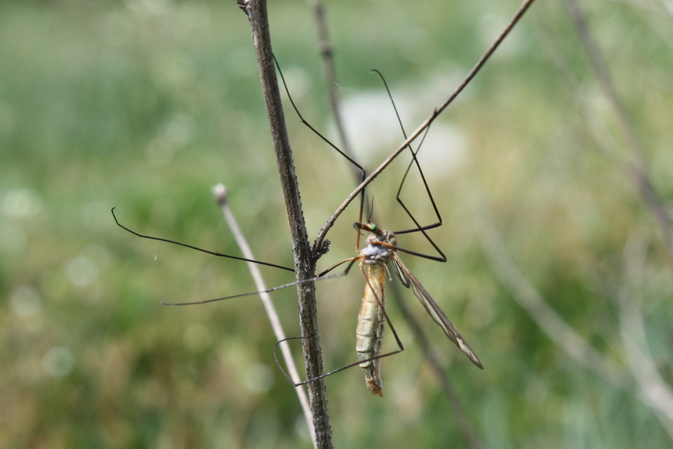 Tipula vernalis