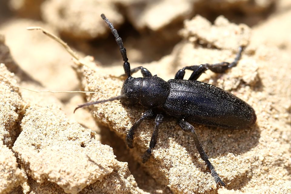 Dorcadion aethiops - fekete gyalogcincér