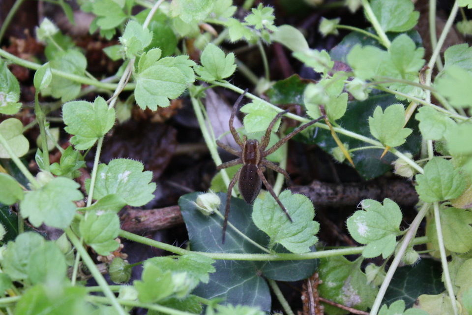 Dolomedes plantarius/fimbriatus
