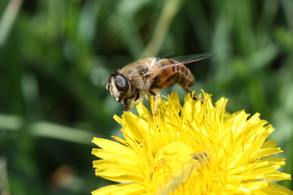 Eristalis tenax - közönséges herelégy