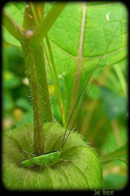 Conocephalus fuscus - kis kúpfejűszöcske