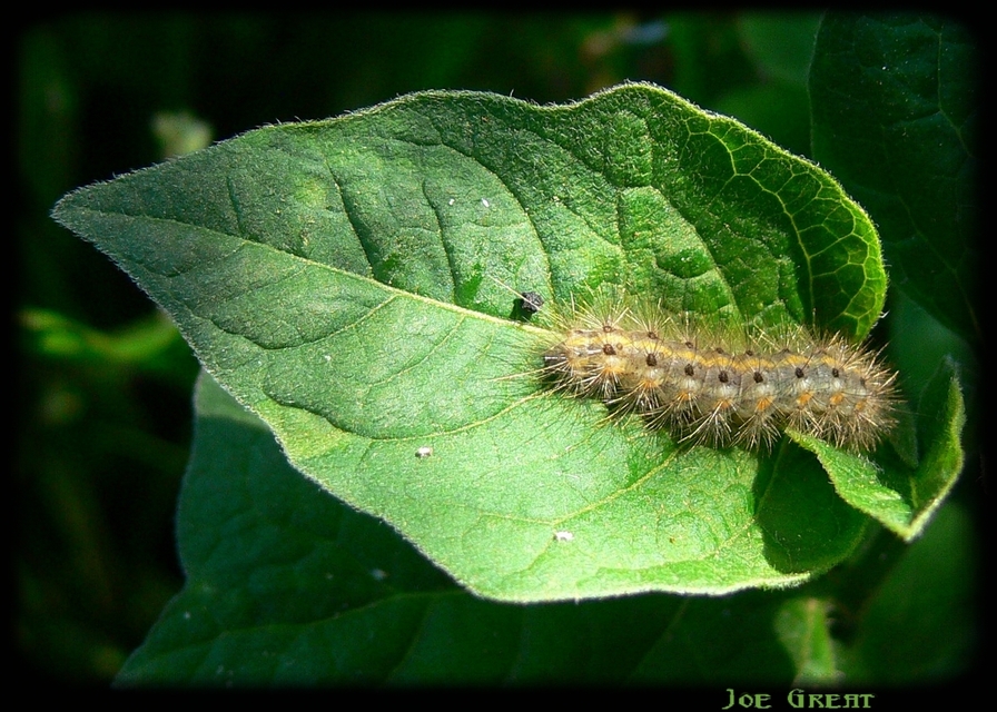 Phragmatobia fuliginosa - füstös medvelepke