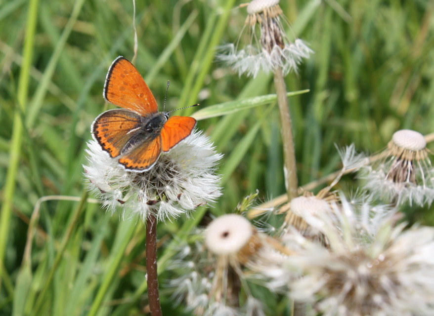Lycaena thersamon - kis tűzlepke