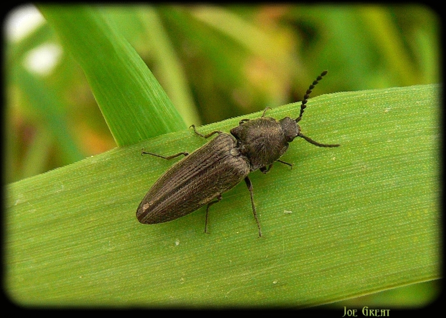 Cidnopus pilosus - szőrös pattanó