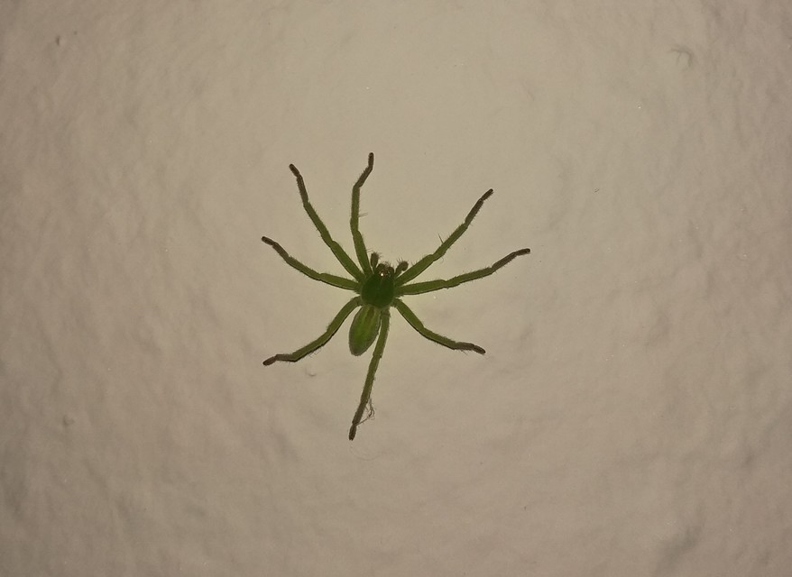 Micrommata virescens - hunyópók