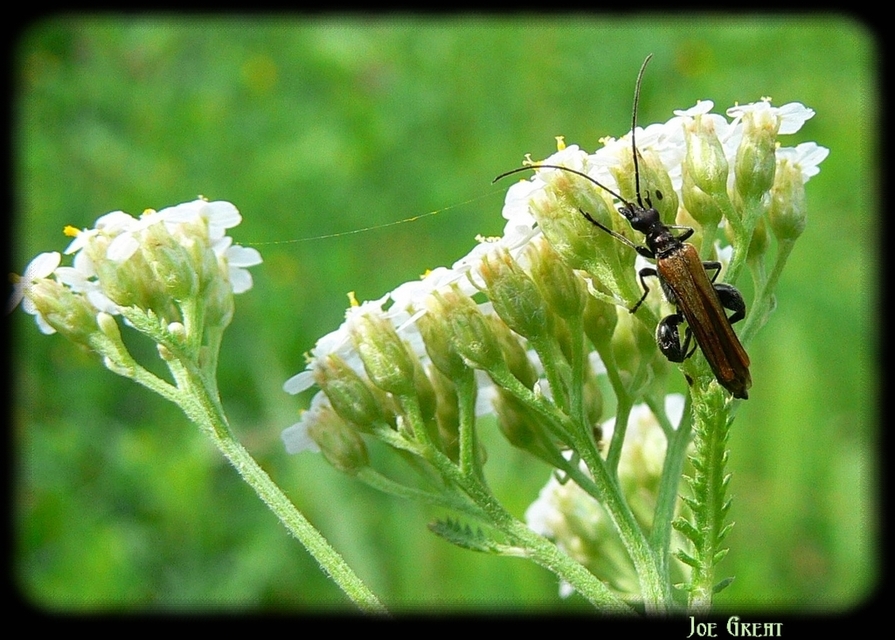 Oedemera femorata - sárgahátú álcincér