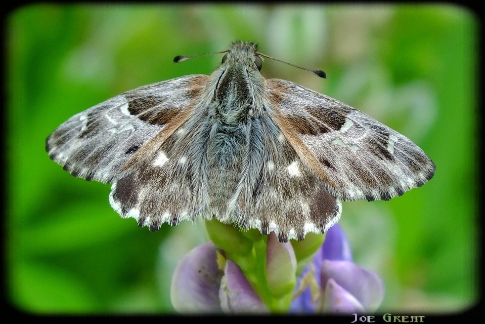 Carcharodus floccifera - pemetefű-busalepke