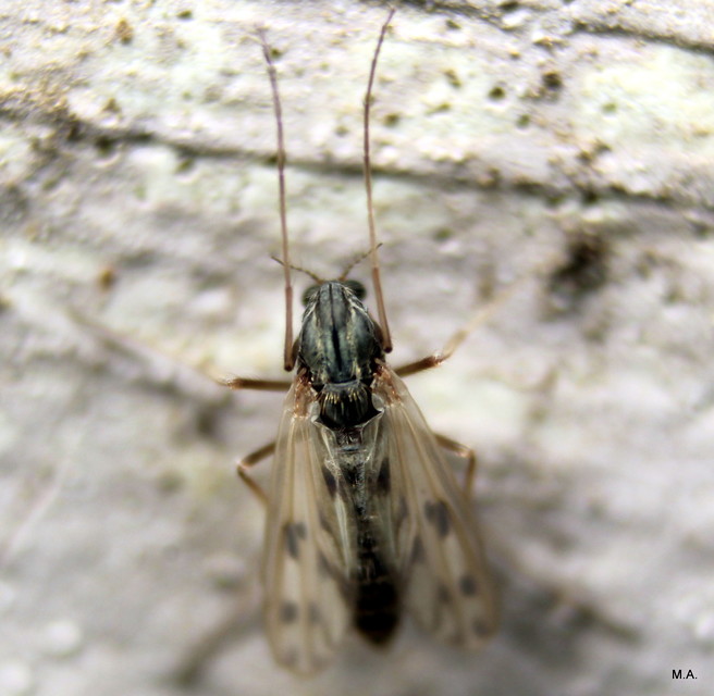Chironomidae - árvaszúnyogok